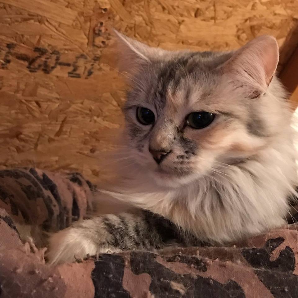Sibirisk katt Zinnie